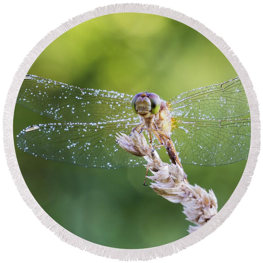 Background Round Beach Towel featuring the photograph Morning Dragonfly by Mircea Costina Photography