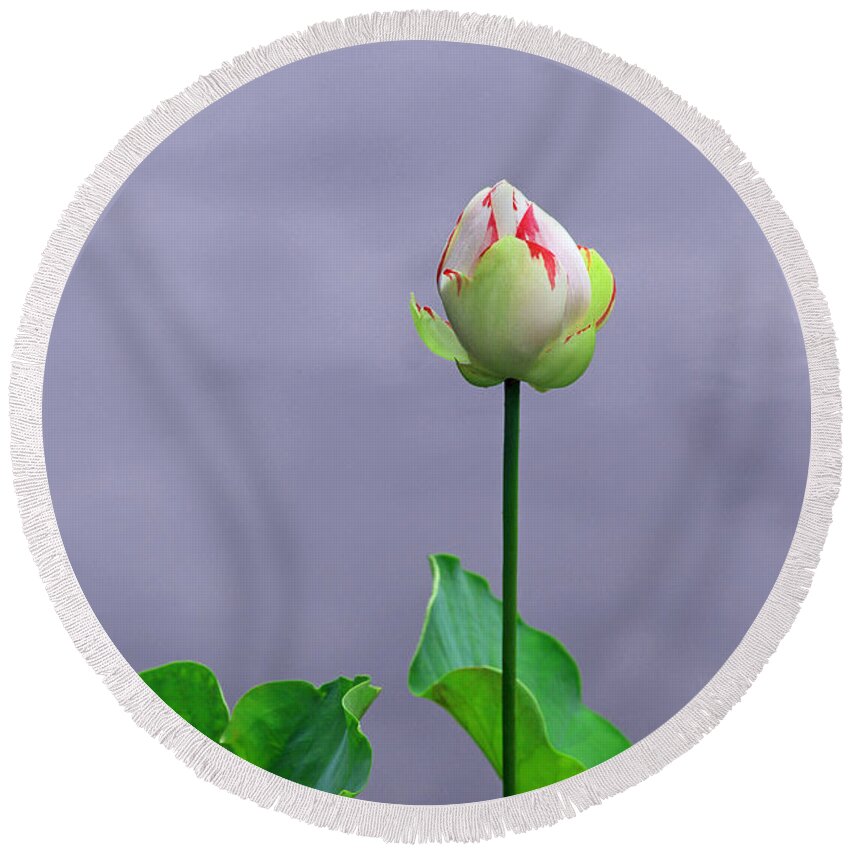 Lotus Round Beach Towel featuring the photograph Morning Grace by Iryna Goodall
