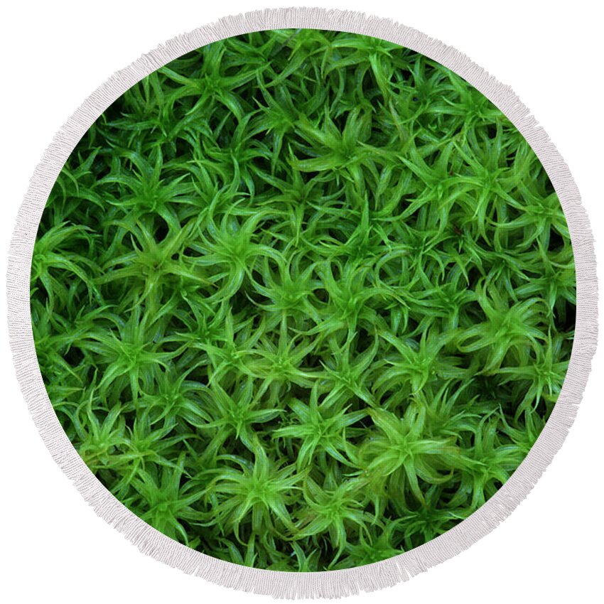 Atrichum Sp. Round Beach Towel featuring the photograph Moss by Daniel Reed