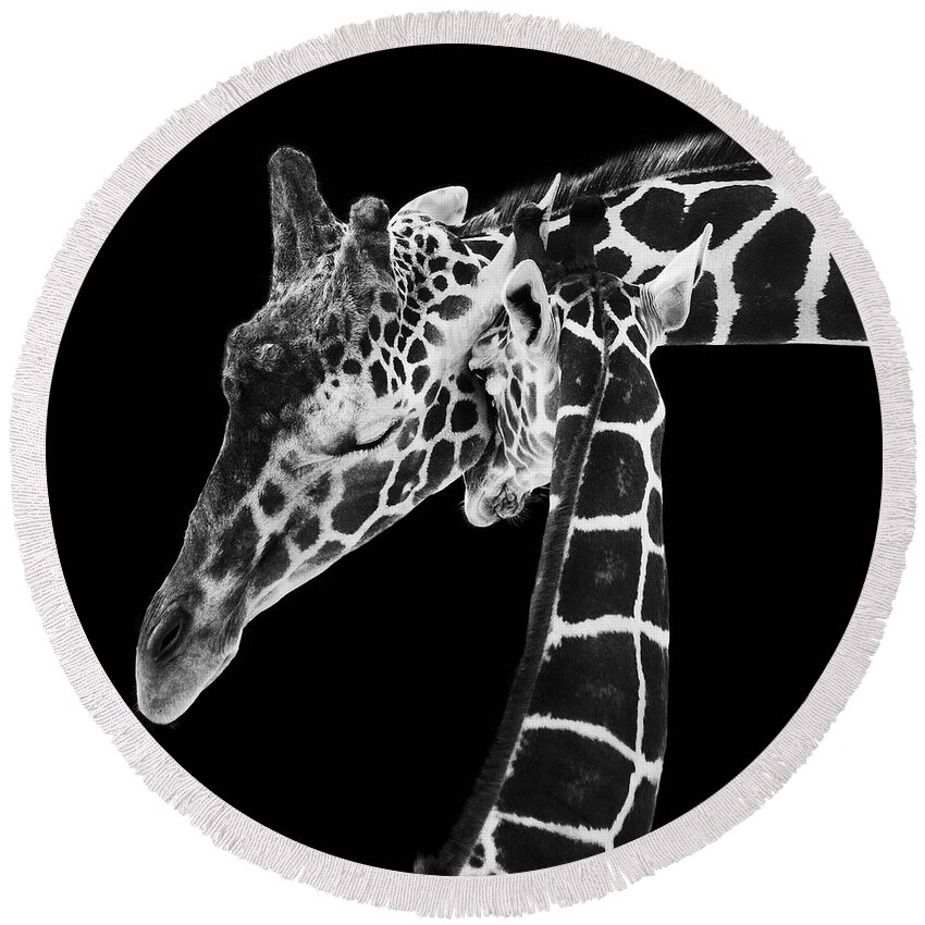 3scape Photos Round Beach Towel featuring the photograph Mother and Baby Giraffe by Adam Romanowicz