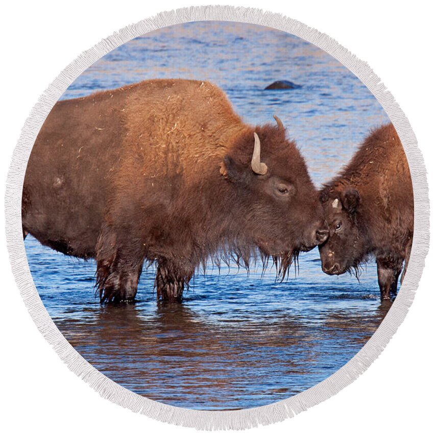 Autumn Round Beach Towel featuring the photograph Mother and Calf Bison in the Lamar River in Yellowstone National Park by Fred Stearns