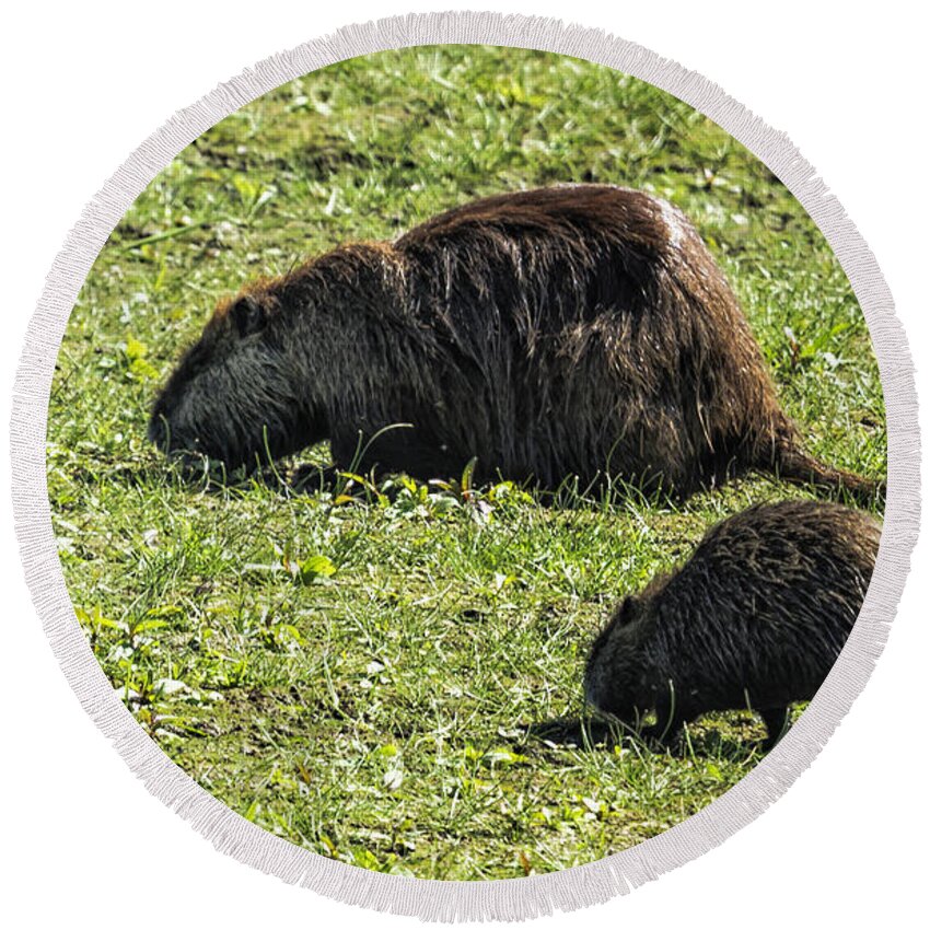 Coypu Round Beach Towel featuring the photograph Mother and Child - Coypu - Nutria by Belinda Greb