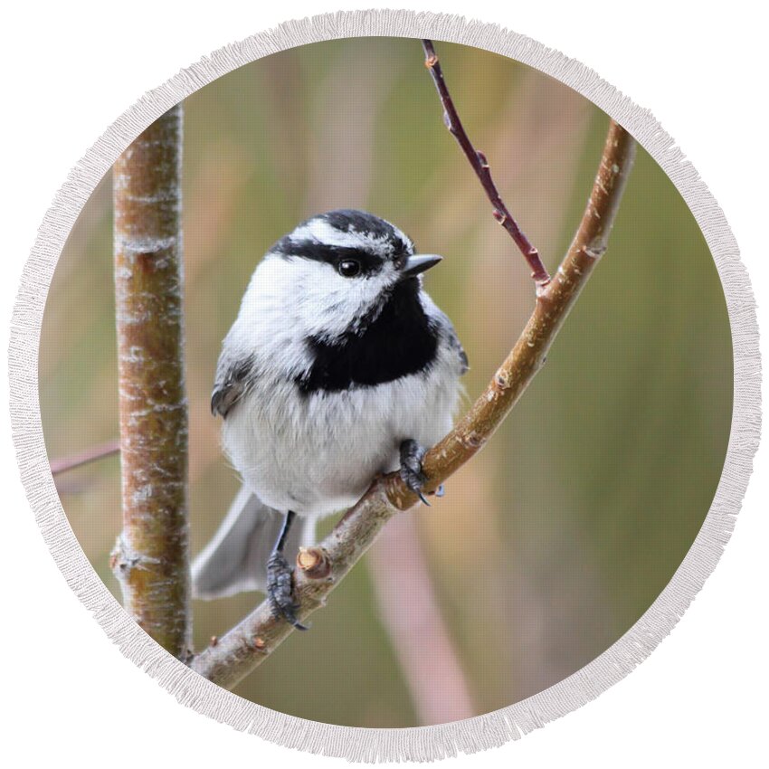 Chickadee Round Beach Towel featuring the photograph Mountain Chickadee by Shane Bechler