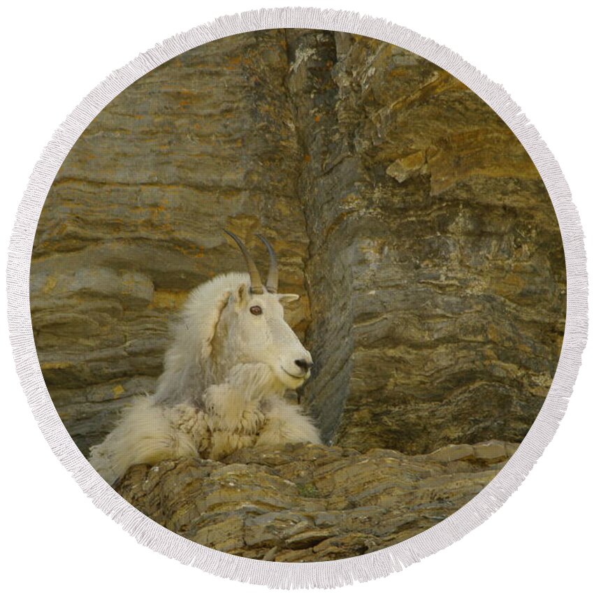 Mountain Goat Round Beach Towel featuring the photograph Mountain Goat by Jeff Swan