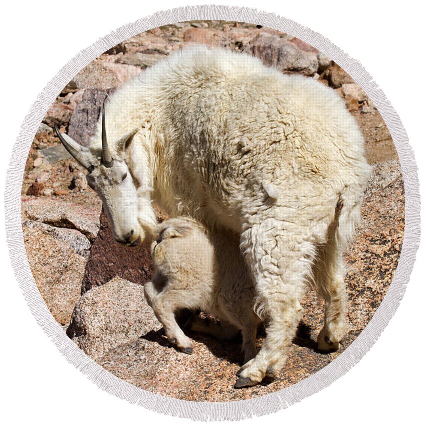 Arapaho National Forest Round Beach Towel featuring the photograph Mountain Goat Kid at Lunch Time on Mount Evans by Fred Stearns