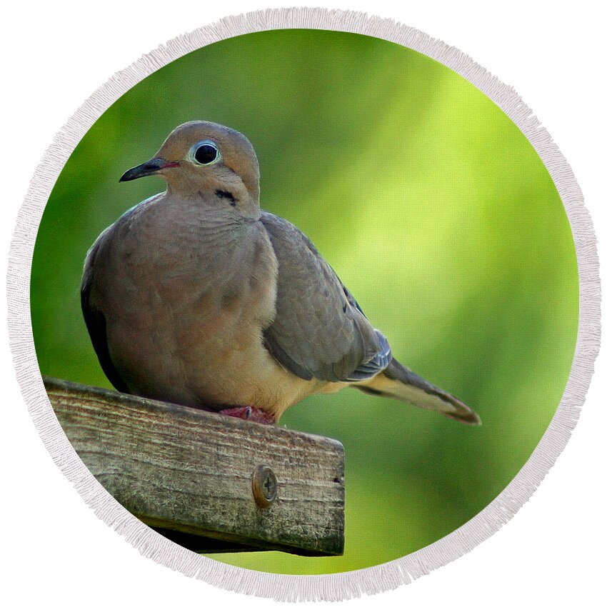 Aviary Round Beach Towel featuring the photograph Mourning Dove at Feeder by Karen Adams