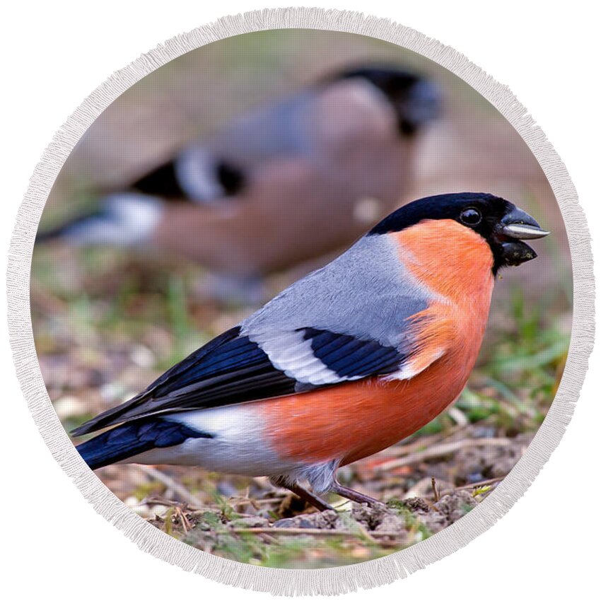 Mr And Mrs Bullfinch Round Beach Towel featuring the photograph Mr and Mrs Bullfinch by Torbjorn Swenelius