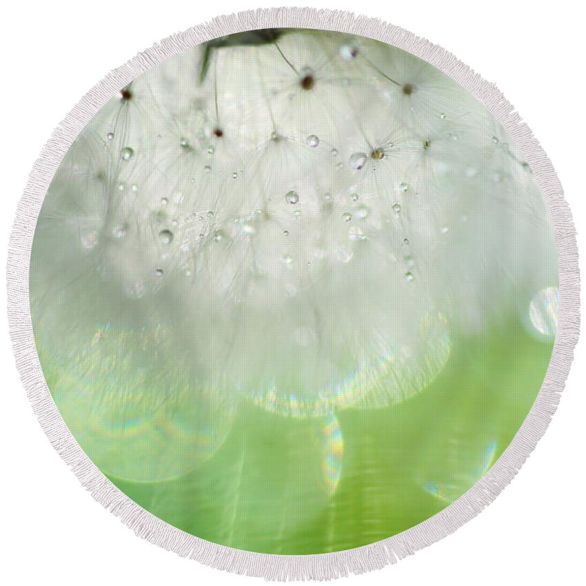 Plant Round Beach Towel featuring the photograph Mr. Dandelion. Inner Light by Jenny Rainbow