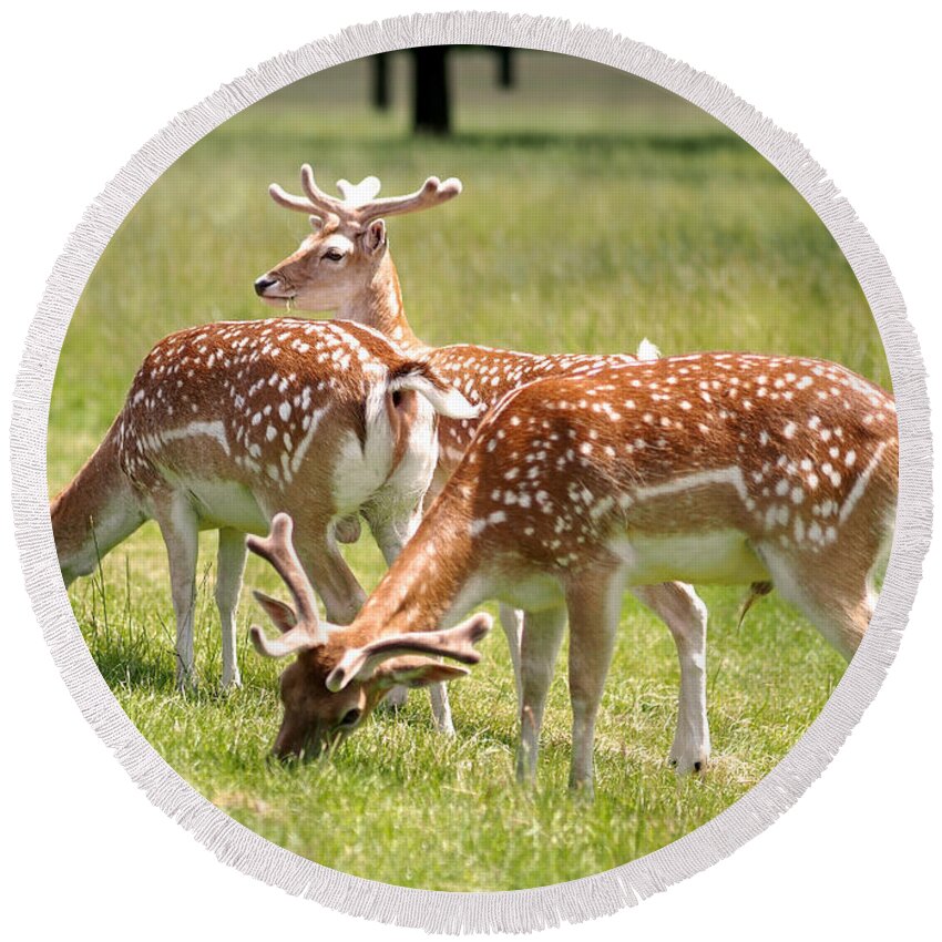 Deer Round Beach Towel featuring the photograph Multitasking Deer in Richmond Park by Rona Black