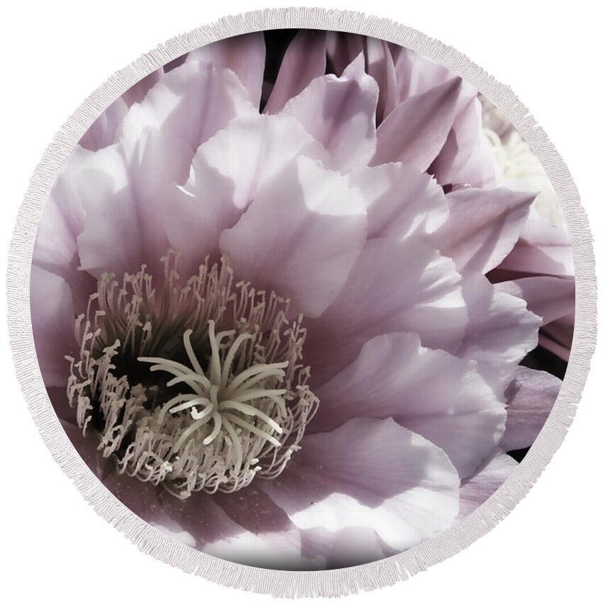 Pink Round Beach Towel featuring the photograph Muted Pink Cactus Flower by Jim And Emily Bush