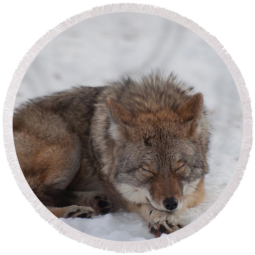 Coyote Round Beach Towel featuring the photograph Nap Time by Bianca Nadeau