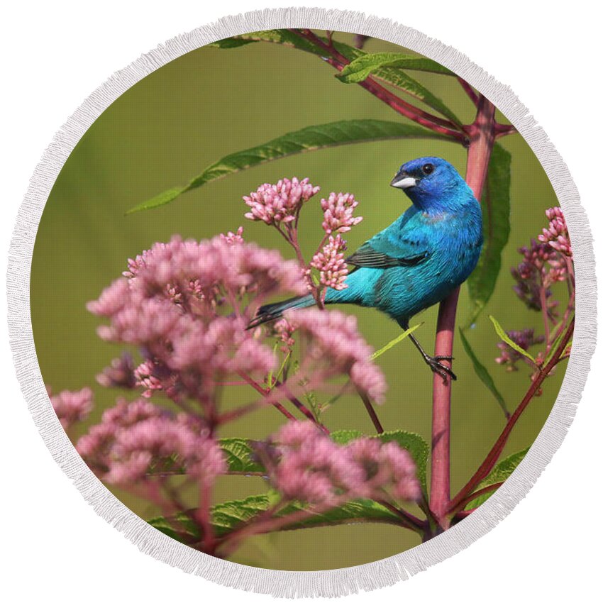 Indigo Bunting Round Beach Towel featuring the photograph Natural Beauty by Rob Blair