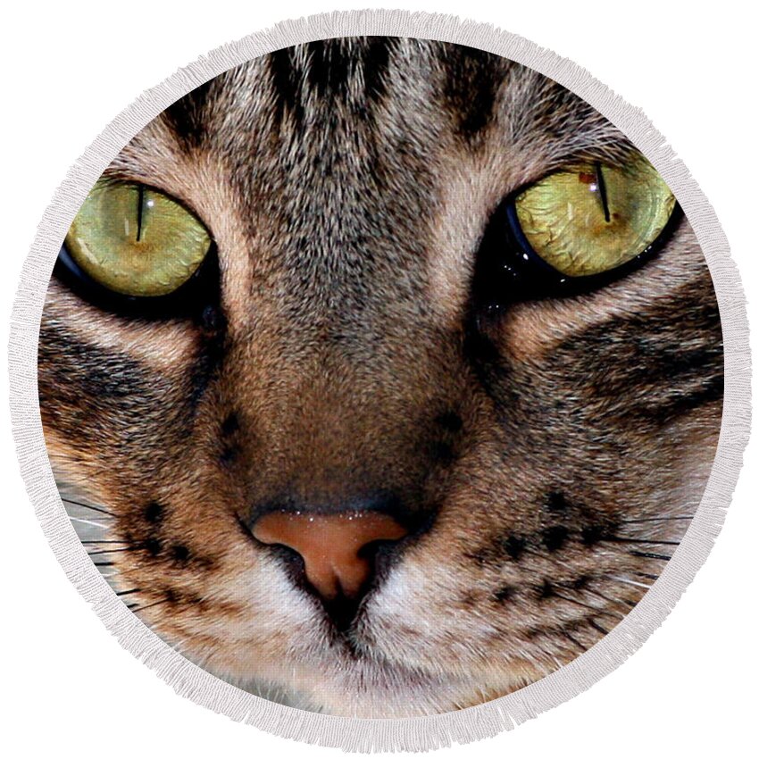  Cat Round Beach Towel featuring the photograph I See You by Jennifer Muller