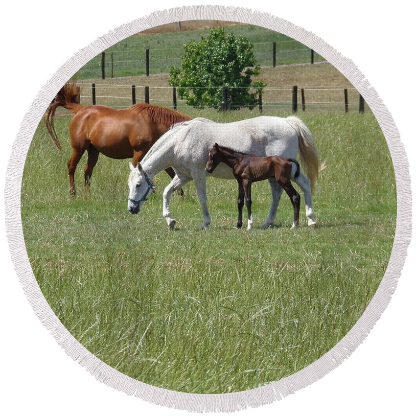 Newborn Foal Round Beach Towel featuring the photograph Newborn Foal by Bev Conover