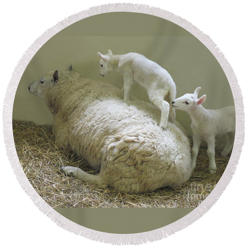 Lambs Round Beach Towel featuring the photograph Newborn Lambs at Play by Ann Horn