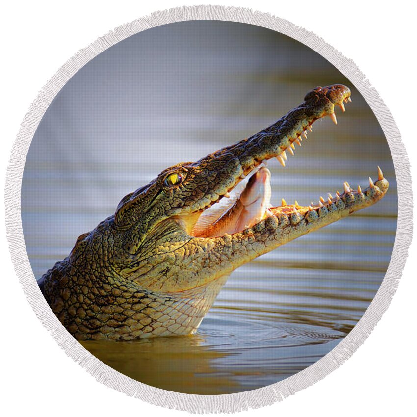 Crocodile Round Beach Towel featuring the photograph Nile crocodile swollowing fish by Johan Swanepoel