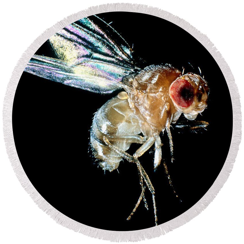 Drosophila Round Beach Towel featuring the photograph Normal Red-eyed Fruit Fly by Darwin Dale