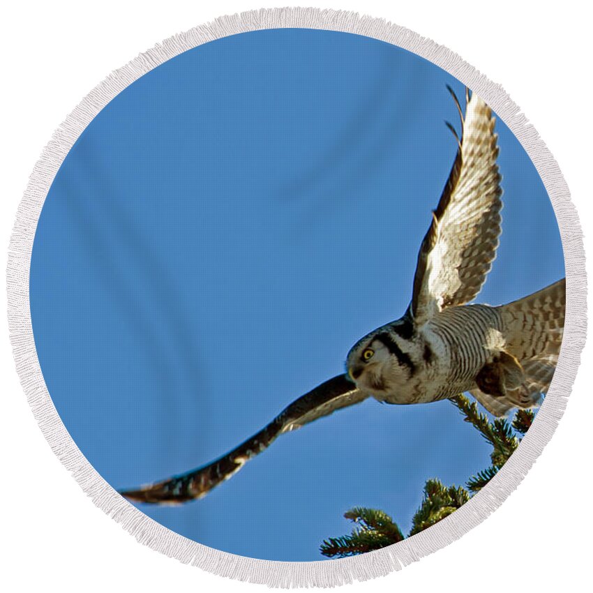 Northern Hawk Owl Round Beach Towel featuring the photograph Northern Hawk Owl flying with its capture by Torbjorn Swenelius