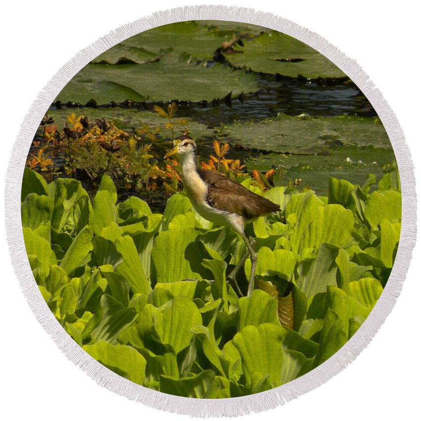 Animal Round Beach Towel featuring the photograph Northern Jacana by Ron Sanford