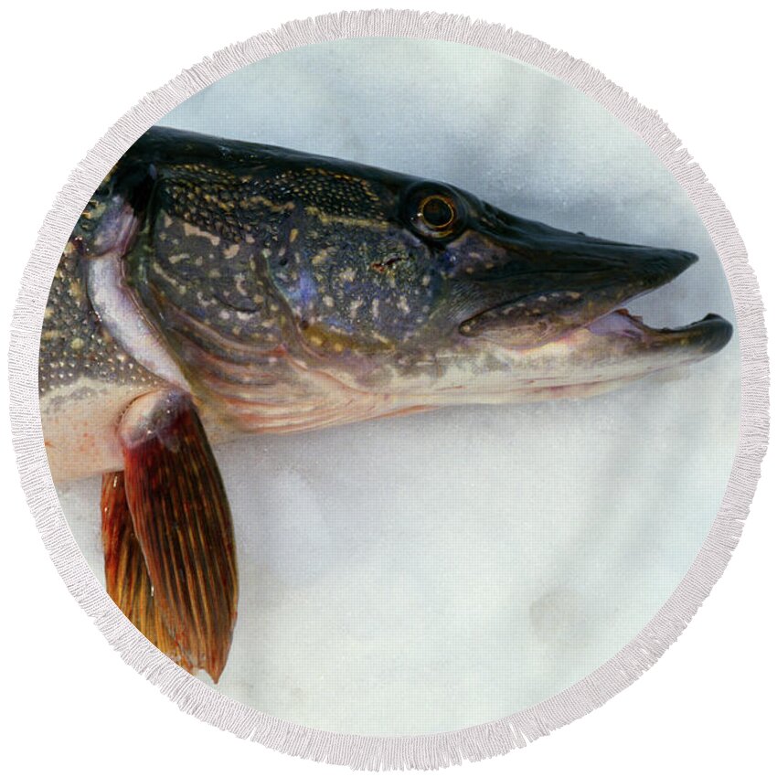 Photography Round Beach Towel featuring the photograph Northern Pike Fish On Snow, Close by Animal Images