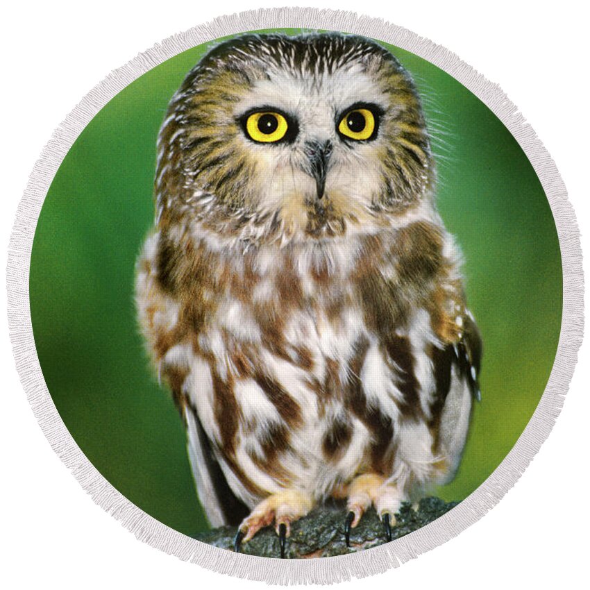 Dave Welling Round Beach Towel featuring the photograph Northern Saw-whet Owl Aegolius Acadicus Wildlife Rescue by Dave Welling