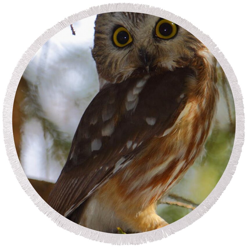 Owl Round Beach Towel featuring the photograph Northern Saw-whet Owl II by Bruce J Robinson