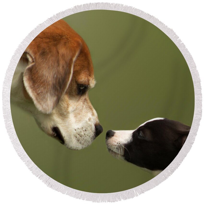 Dog Round Beach Towel featuring the photograph Nose To Nose Dogs 2 by Linsey Williams