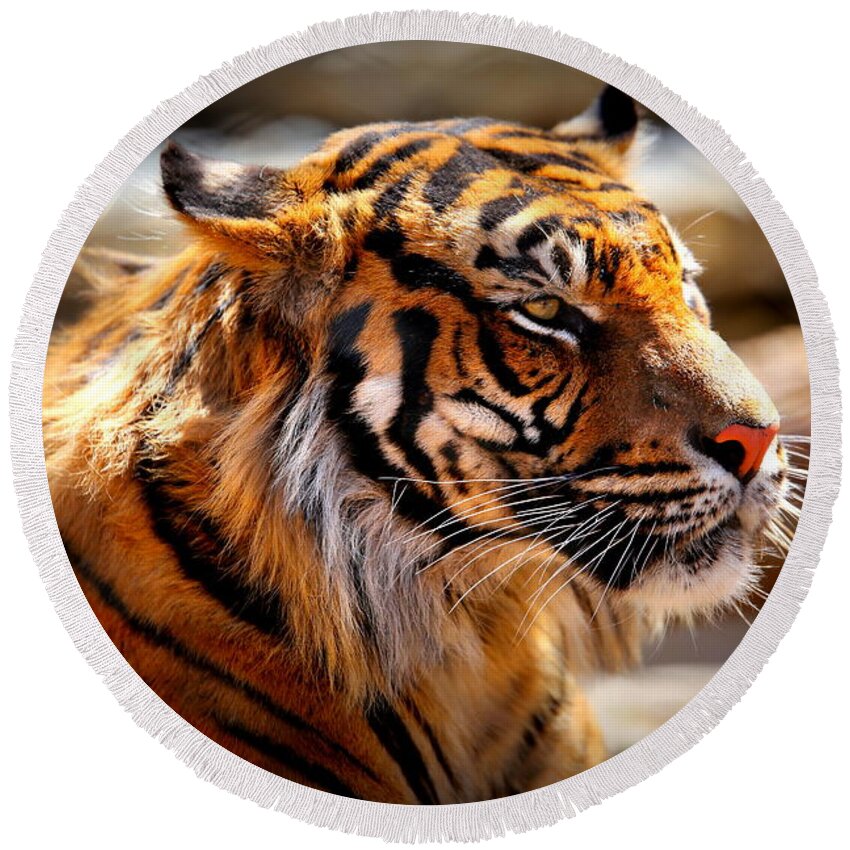 Tiger Round Beach Towel featuring the photograph Not a Tigger by Lynn Sprowl