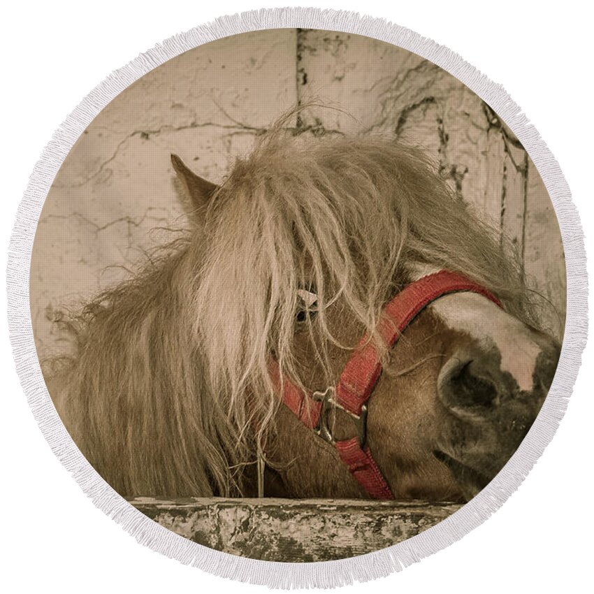 Horse Round Beach Towel featuring the photograph Not So Innocent by Bianca Nadeau
