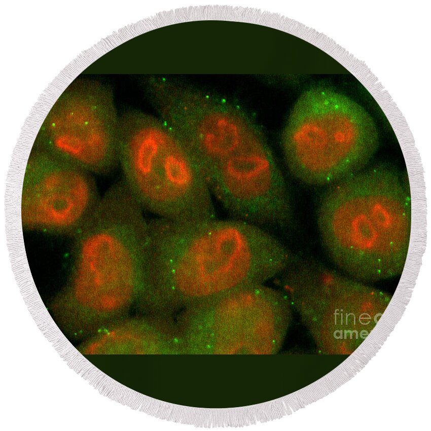 Tumoral Cell Round Beach Towel featuring the photograph Nucleolin Confocal Micrograph #1 by Voisin Phanie