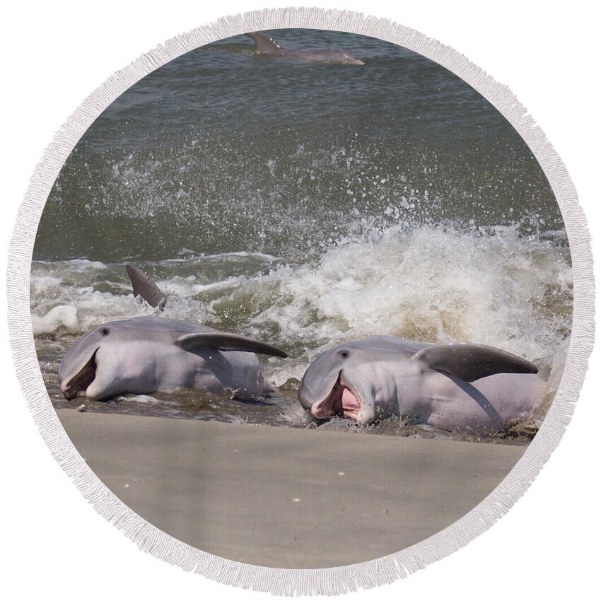 Dolphin Round Beach Towel featuring the photograph Observing Calf by Patricia Schaefer
