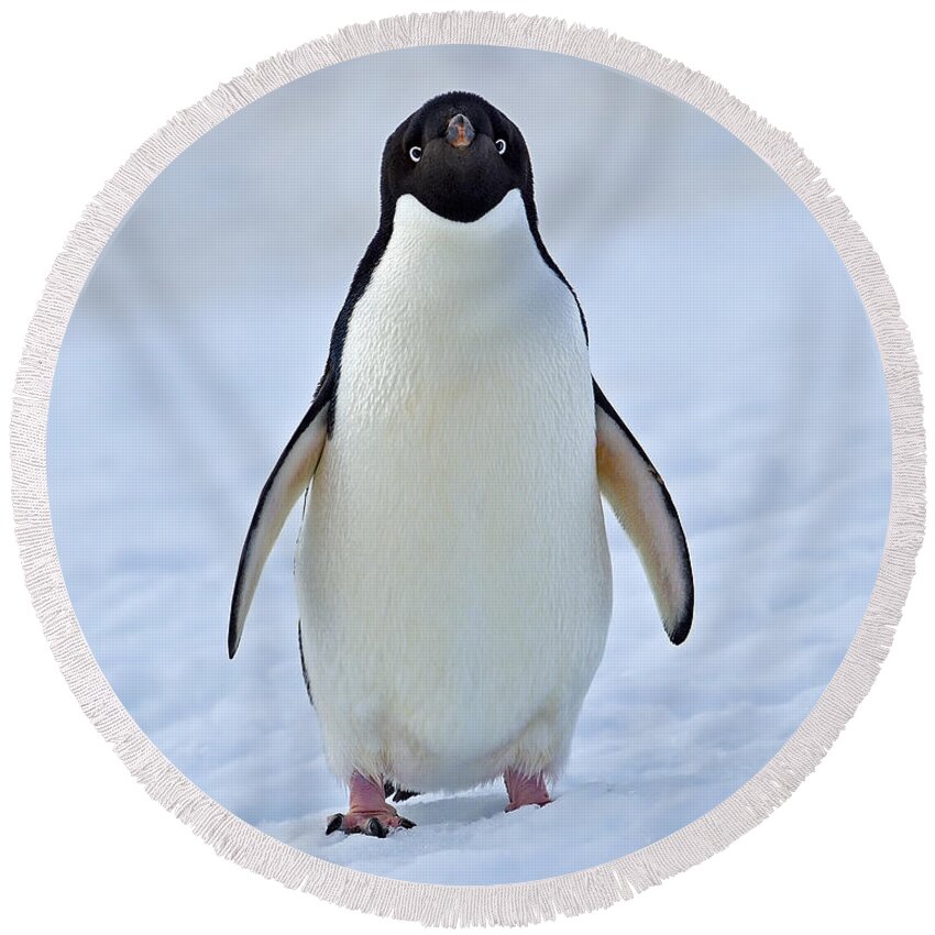 Adelie Penguin Round Beach Towel featuring the photograph Observing by Tony Beck