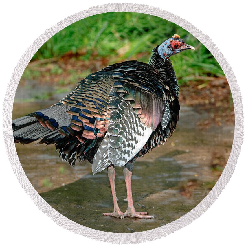 Animal Round Beach Towel featuring the photograph Ocellated Turkey by Anthony Mercieca