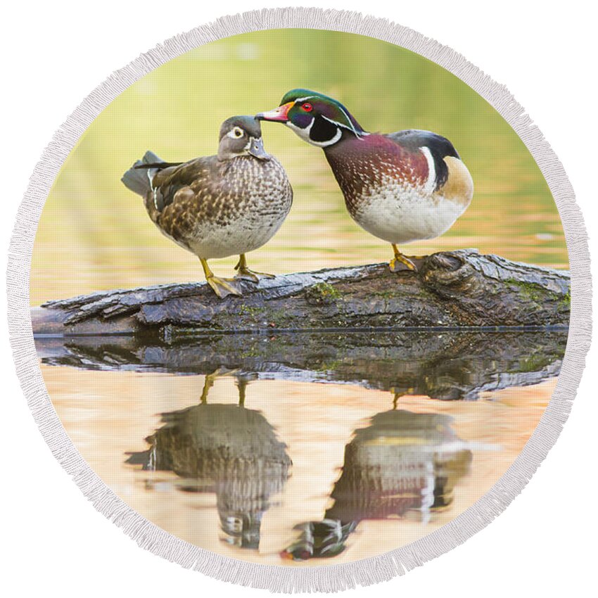 Wood-duck Round Beach Towel featuring the photograph October Love Story by Mircea Costina Photography