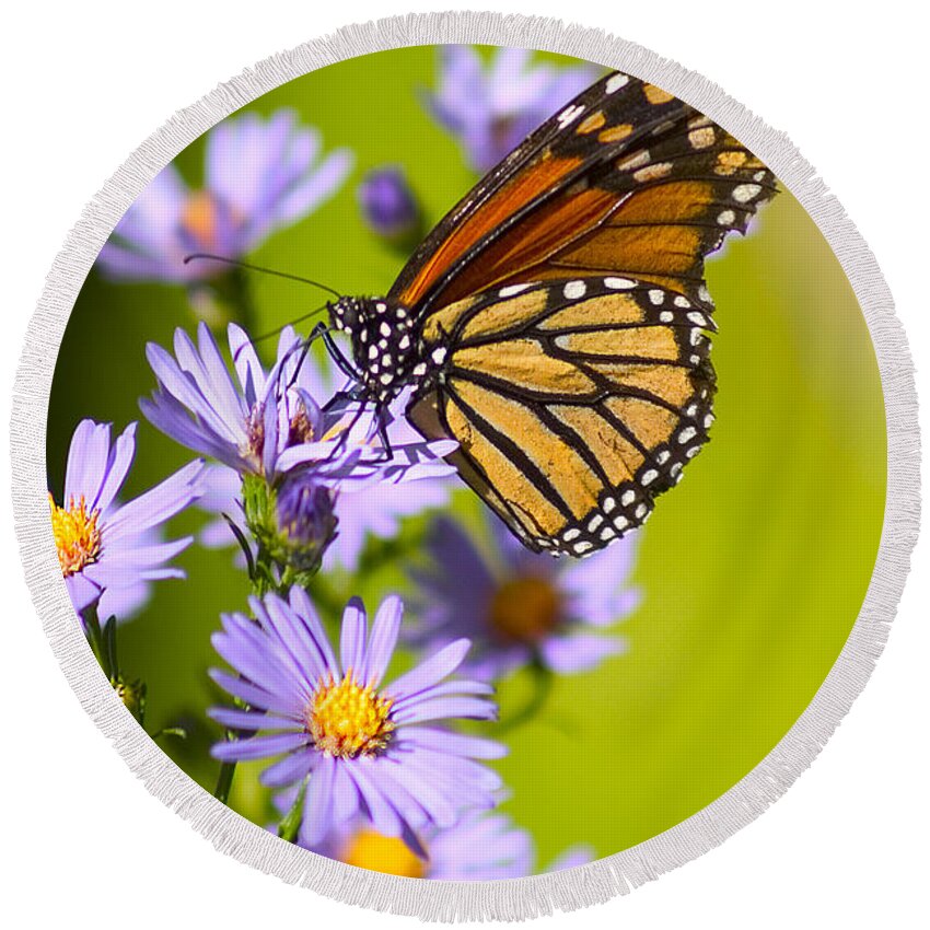 Butterfly Round Beach Towel featuring the photograph Old Butterfly On Aster Flower by Richard J Thompson