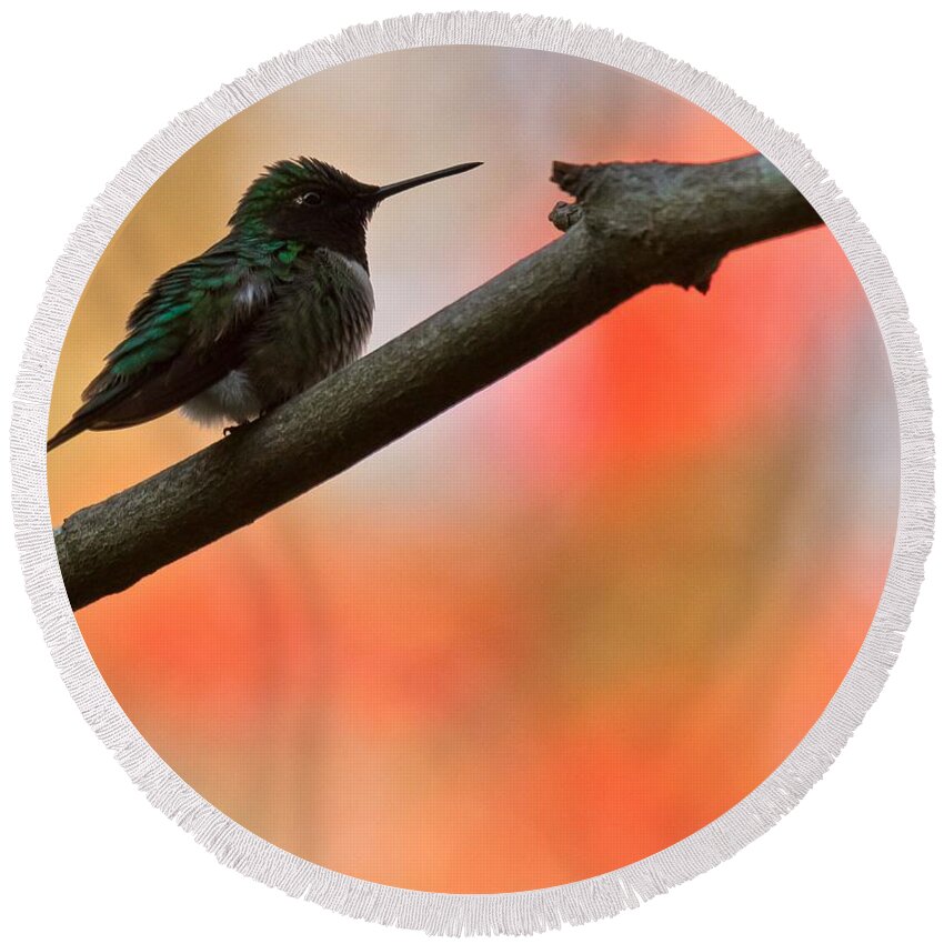Ruby-throated Humming Bird Round Beach Towel featuring the photograph On Guard by Robert L Jackson
