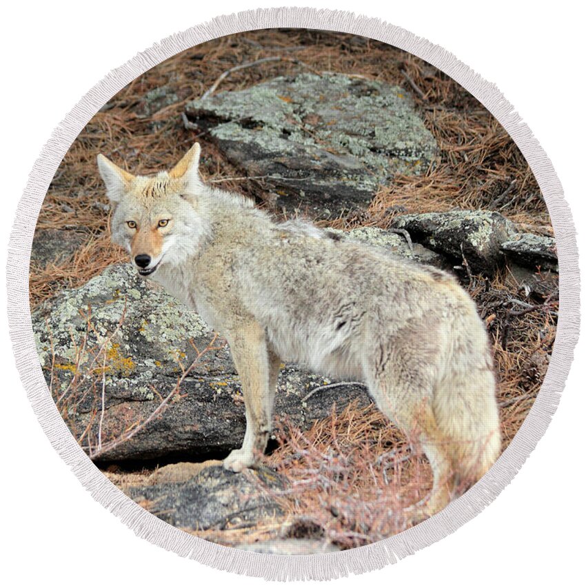 Coyote Round Beach Towel featuring the photograph On The Prowl by Shane Bechler