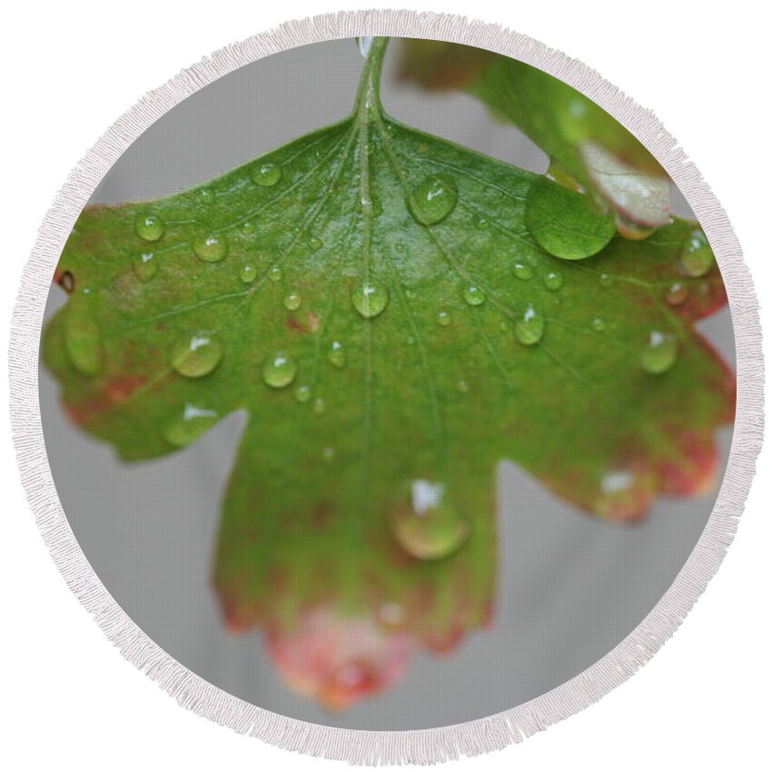 Leaf Round Beach Towel featuring the photograph Rain drops on Leaf by Valerie Collins