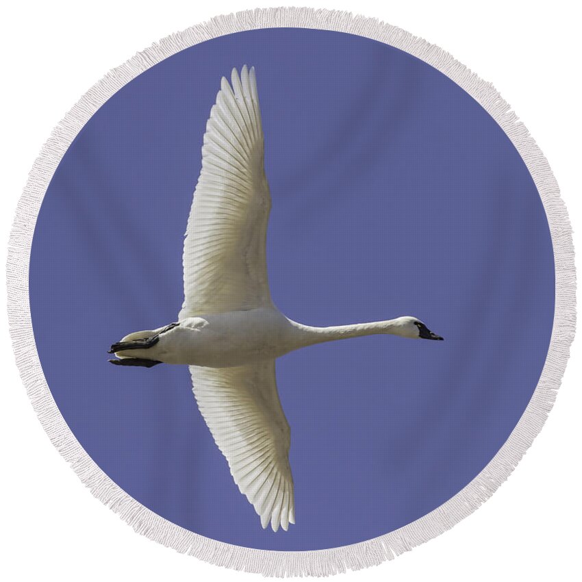 Tundra Swan (cygnus Columbianus) Round Beach Towel featuring the photograph One Swan by Thomas Young