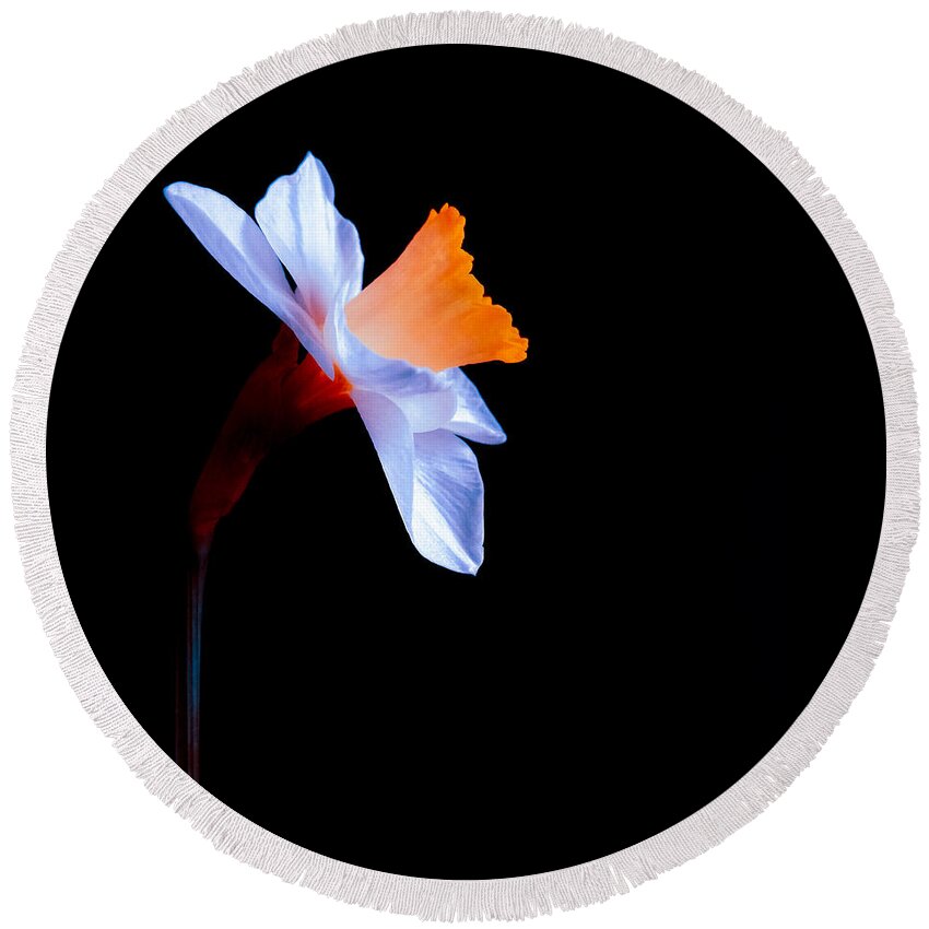 Daffodil Round Beach Towel featuring the photograph Opening to the Light by Julia Wilcox