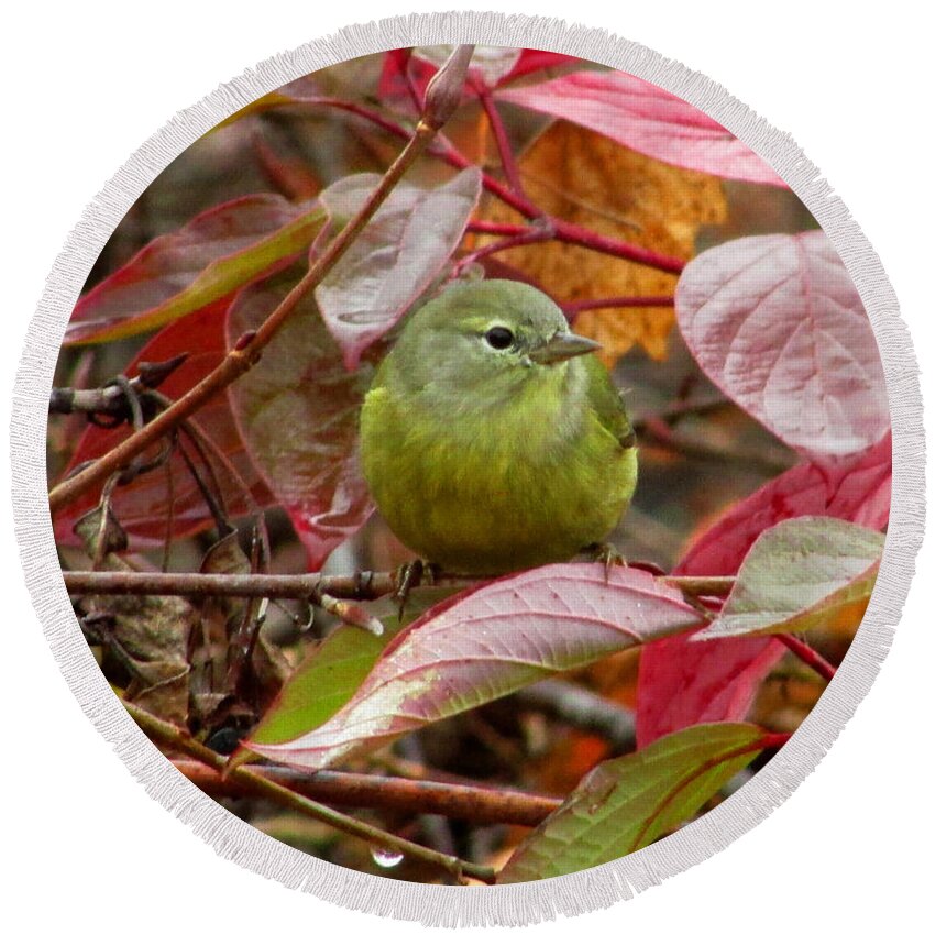 Warbler Round Beach Towel featuring the photograph Orange Crowned Warbler by Kimberly Mackowski
