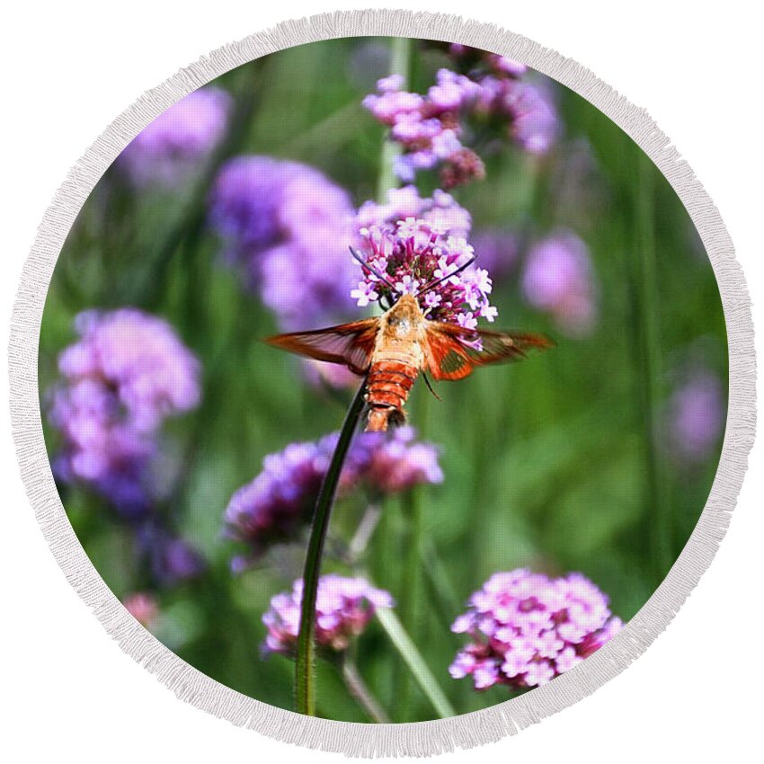 Insect Round Beach Towel featuring the photograph Orange Hummingbird Moth by Susan Herber