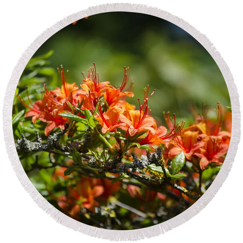Orange Round Beach Towel featuring the photograph Orange Rhododendron by Spikey Mouse Photography