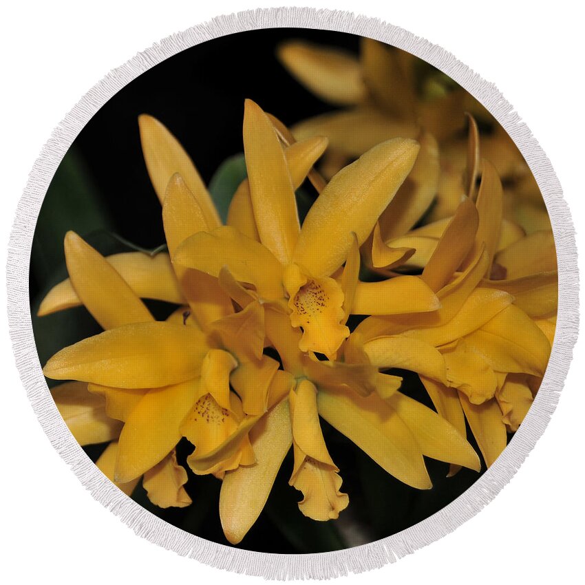 Yellow Cattleya Round Beach Towel featuring the photograph Orchid Cattleya Golden Sparkle 231 by Terri Winkler
