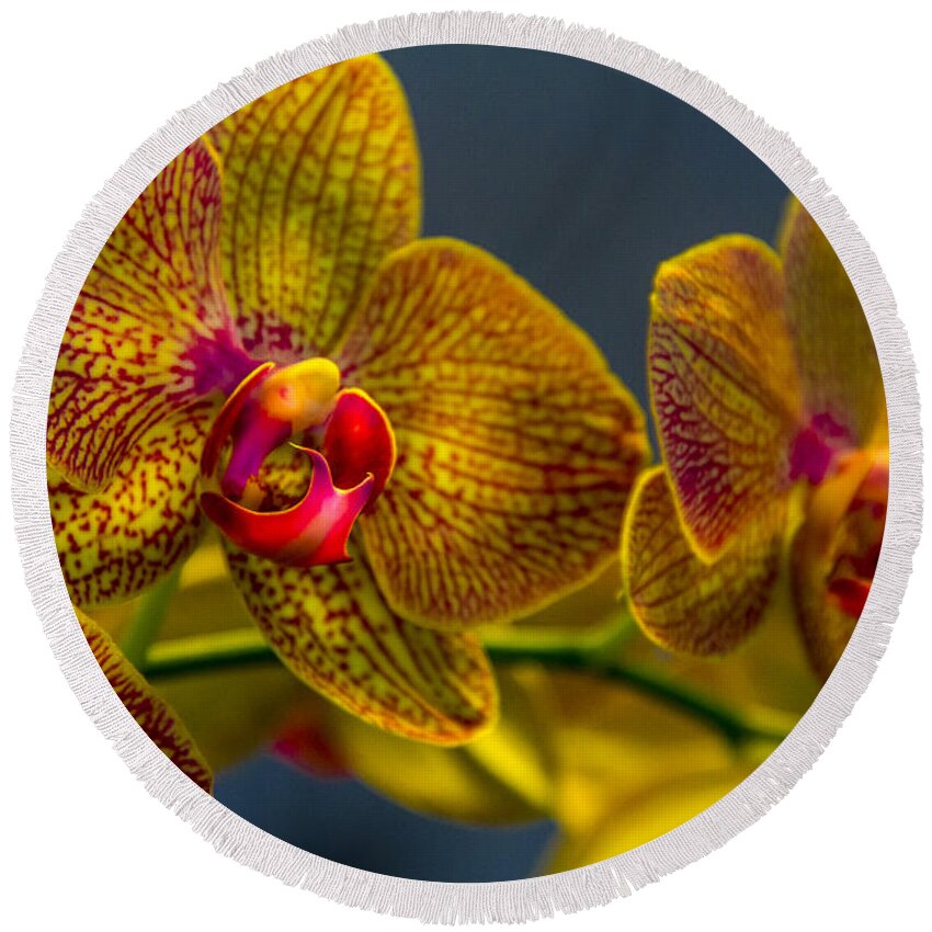 Flowers Round Beach Towel featuring the photograph Orchid Color by Marvin Spates