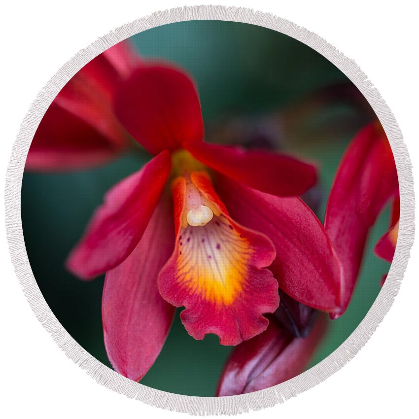 Orchid Love Round Beach Towel featuring the photograph Orchid Love by Dale Kincaid