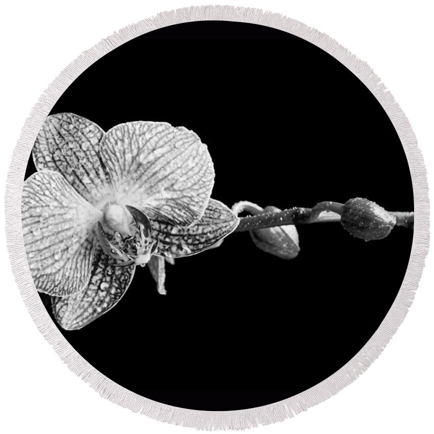Orchid Round Beach Towel featuring the photograph Orchid Phalaenopsis flower by Michalakis Ppalis
