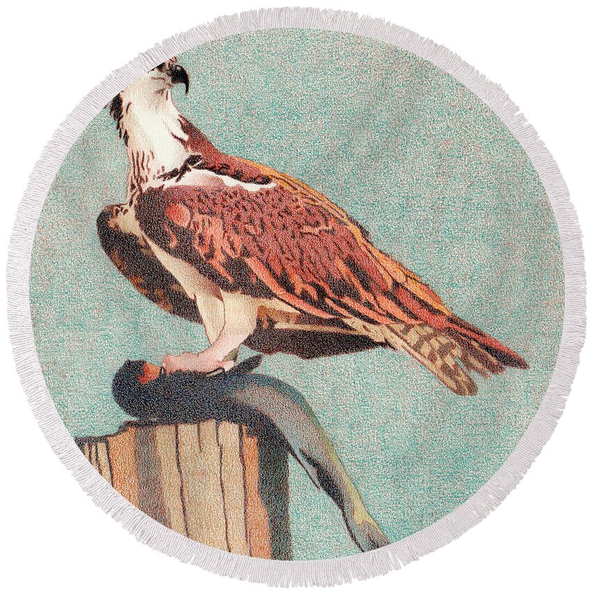 Art Round Beach Towel featuring the drawing Osprey by Dan Miller