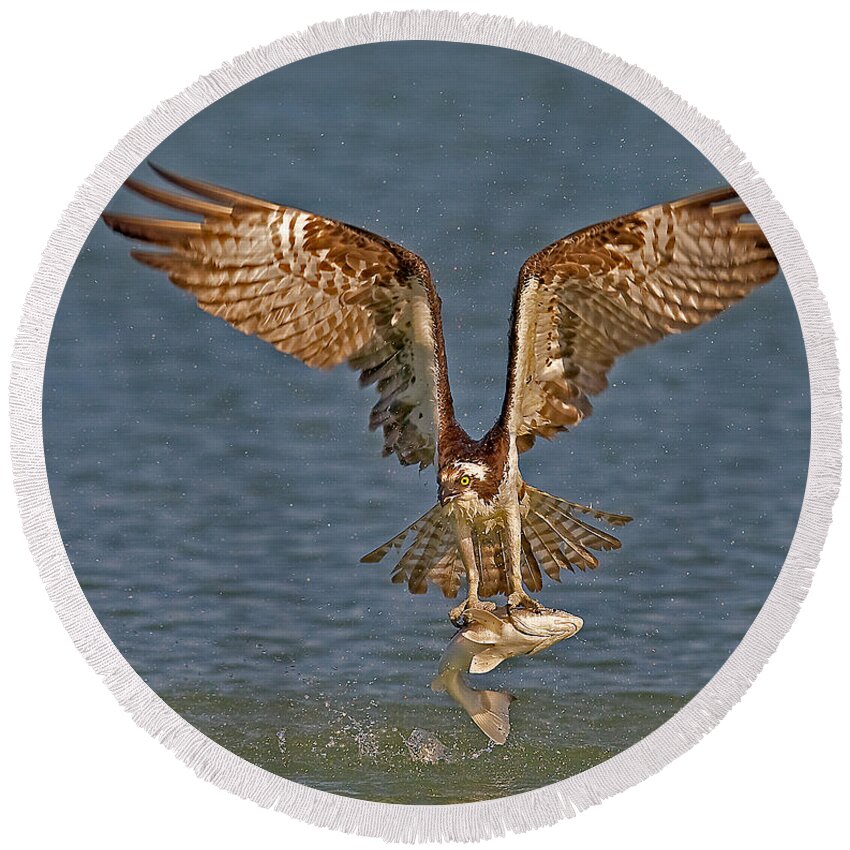 Osprey Round Beach Towel featuring the photograph Osprey Morning Catch by Susan Candelario