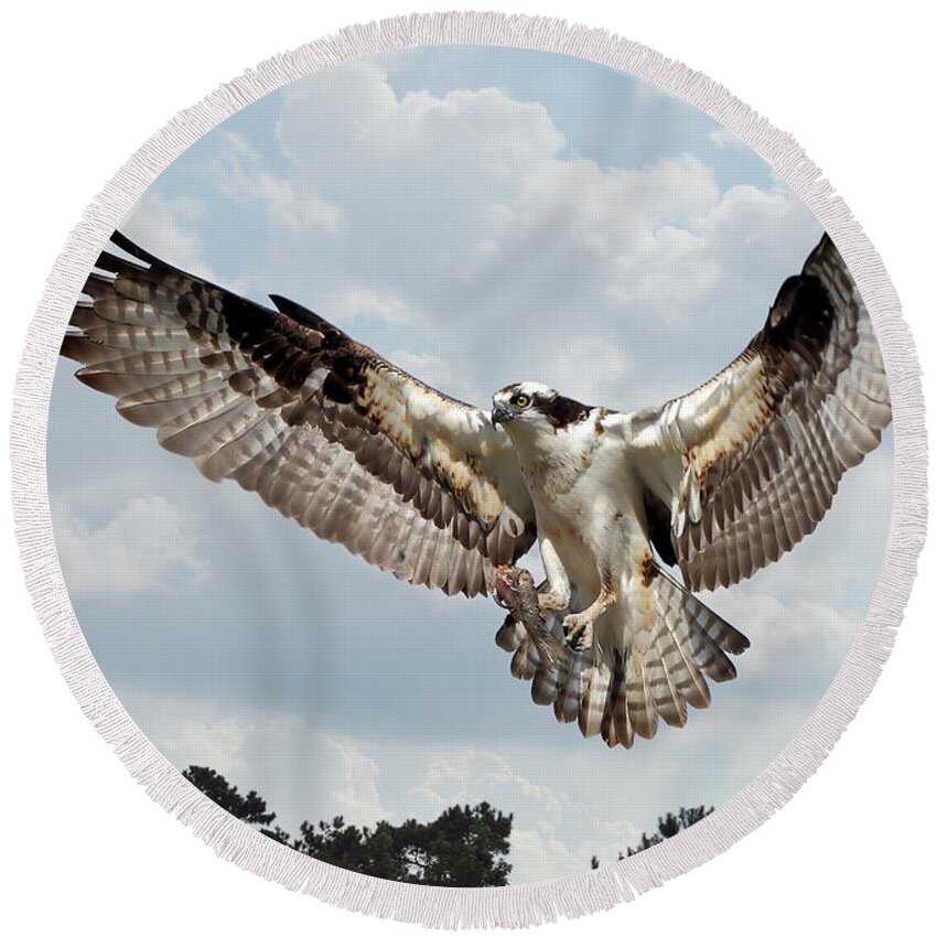 Birds Round Beach Towel featuring the photograph Osprey With Fish In Talons by Kathy Baccari